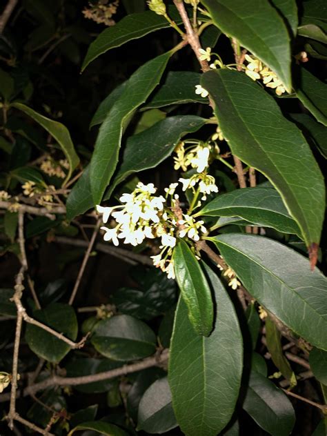 Sweet Olive Trees - Poetry Playground - Medium