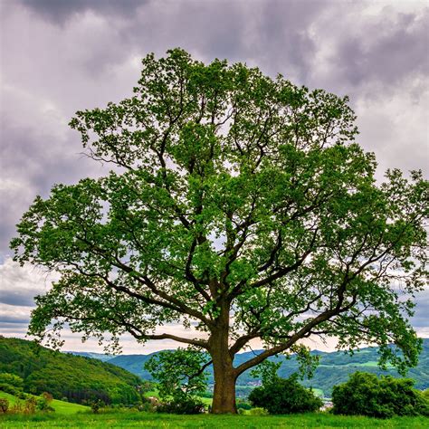 Seedlings | Tennessee Wholesale Nursery - Tennessee Wholesale Nursery