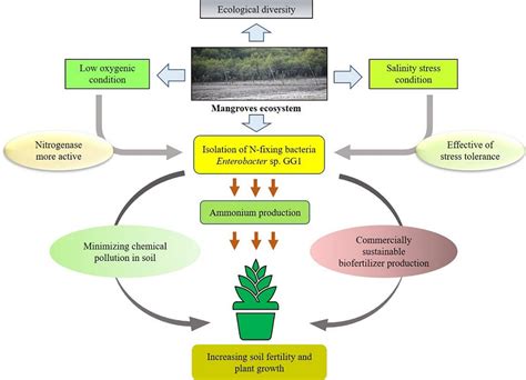 Screening and isolation of potential nitrogen-fixing Enterobacter sp ...