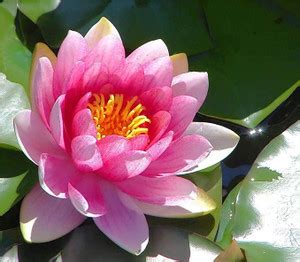 Kapebonavista Nymphaea Pubescens Hairy Water Lily Or Pink Water-lily ...