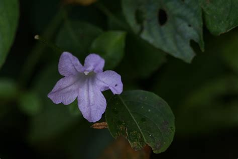 Herbarium JCB