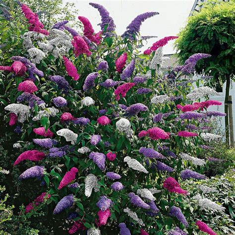 Buddleia Tricolour - Healthy Butterfly Bush Multi Coloured Garden Plant ...