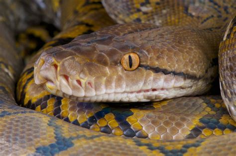 Image result for Python Snake Kills