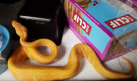 Image result for My First Ball Python