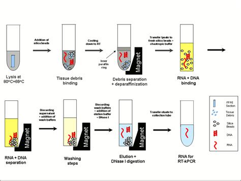 Image result for DNA vs RNA Extraction