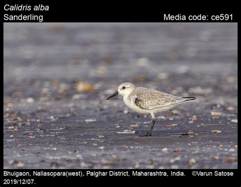 Calidris alba (Pallas, 1764) - Sanderling | Birds