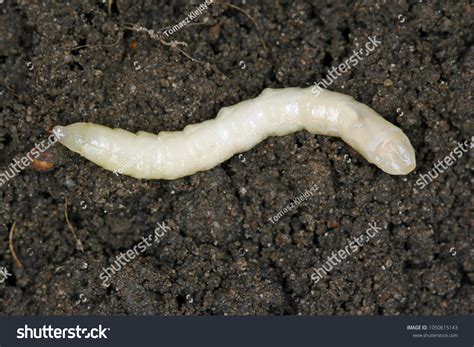 Crane Fly Larvae Fly Pattern