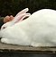 Image result for List of Rabbit Breeds