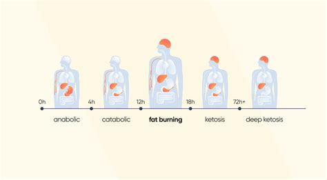 18/6 Intermittent Fasting Benefits, Weight Loss Results & Meal Plan