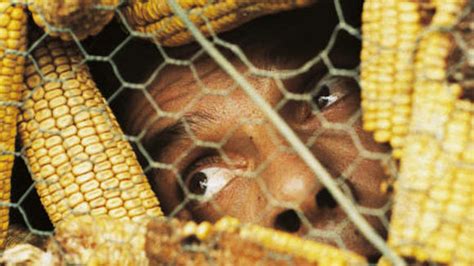 Image result for Cache Cache Dans