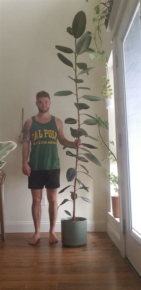 How To Grow And Care For Rubber Tree Plants (Ficus, 46% OFF