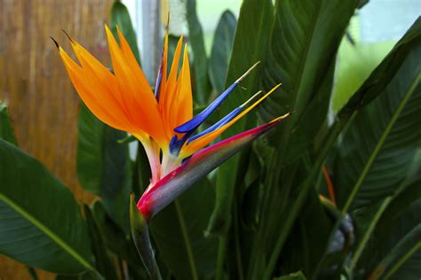 The Top 10 Most Beautiful Hawaiian Flowers - Alii Hawaiian Flowers