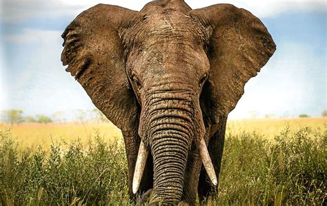 What's the smartest animal in the world? Here are the cleverest ...