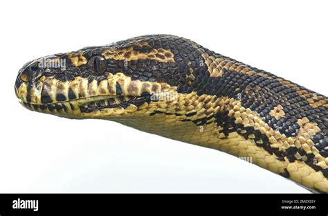 Image result for Eastern Carpet Python