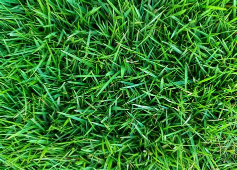 How To Identify Types Of Zoysia Grass at Mary Hammon blog