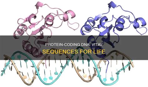 DNA Coding of Protien Tutorial 的图像结果