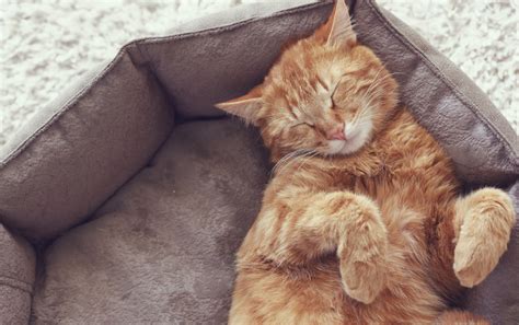 Image result for Cat Coding at Computer Pic