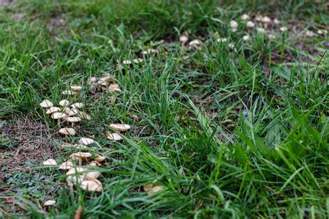 Poisonous Lawn Mushrooms