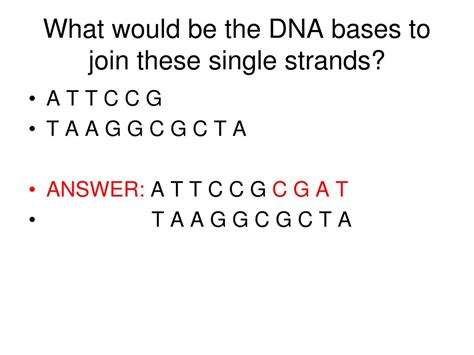 PPT - What is the complementary strand of DNA? PowerPoint Presentation ...