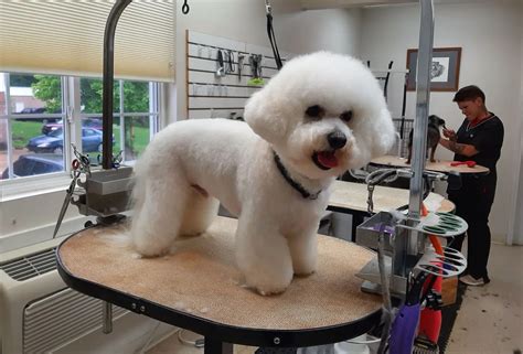 Professional Dog Groomer in Union, MO | Doggie Styles
