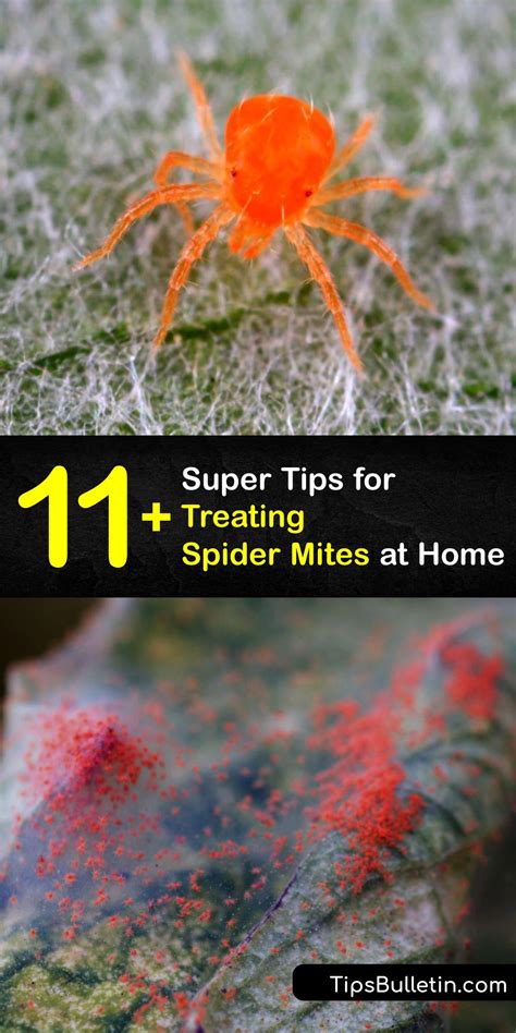 How to Kill Spider Mites 的图像结果