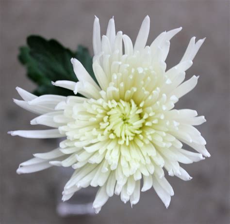 What Is A Spider Mum at Madeline Thomas blog