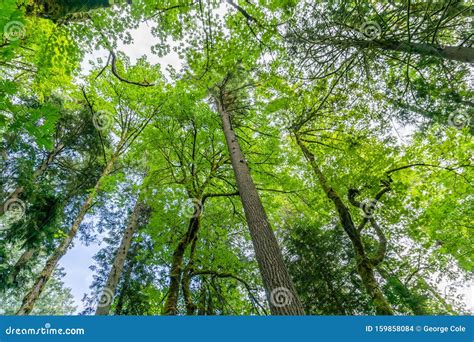 Priest Point Park Trees stock photo. Image of point - 159858084