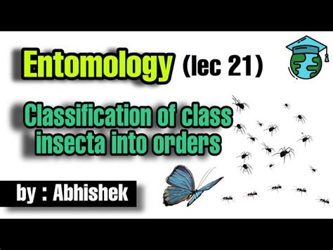 Image result for Class Insecta Label