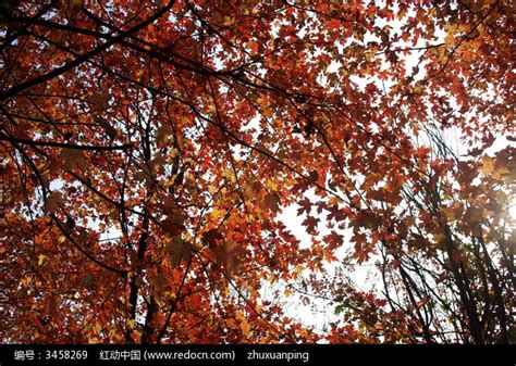 公园枫树图片-秋季公园里的枫树枫叶素材-高清图片-摄影照片-寻图免费打包下载