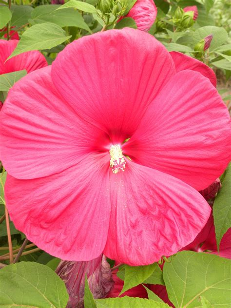 Are Hardy Hibiscus Perennials at Lance Upshaw blog