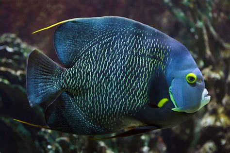 27 Most Popular Types of Saltwater Angelfish
