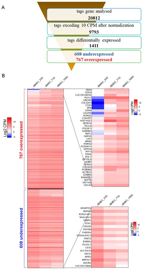 Modelling the Human Blood–Brain Barrier in Huntington Disease