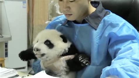 组图：太可爱了！大熊猫宝宝集体“卖萌”_中国发展门户网－国家发展门户
