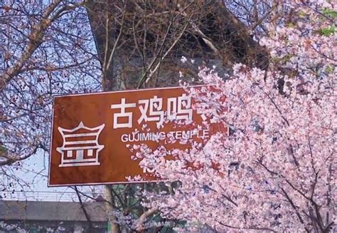 鸡鸣寺樱花什么时候谢 南京赏樱有哪些地方-旅游官网