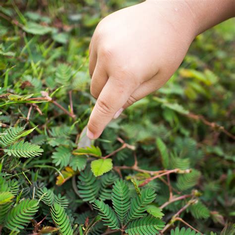 How to Care for Sensitive Plants (Mimosa Pudica) - Beat Your Neighbor