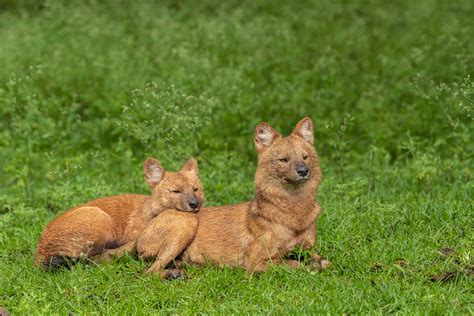 Zooming In On Nagarahole | Nature inFocus