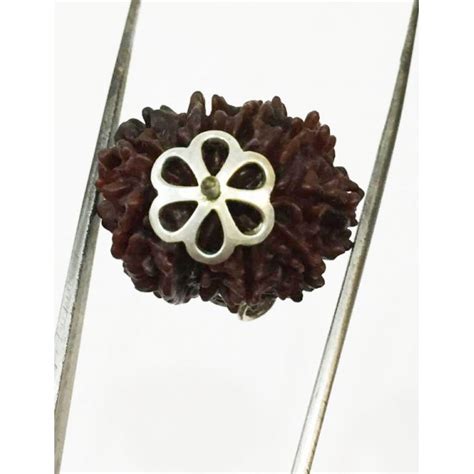 9 Mukhi Certified Rudraksha (Nepal Origin) price- 3500/- rs – Gemshub ...
