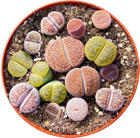 Amazon.com : Pleiospilos Nelii Split Rock Succulent | Green Living Rock ...