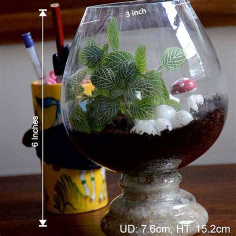 Buy Terrariums online from Nurserylive at lowest price.