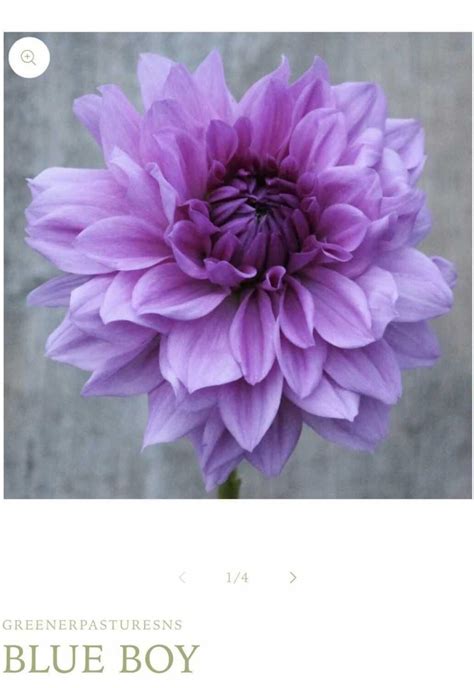 Best Blue Boy Dahlia Tubers for sale in Victoria, British Columbia for 2024