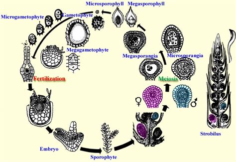Image result for Pteridophytes Reproduction