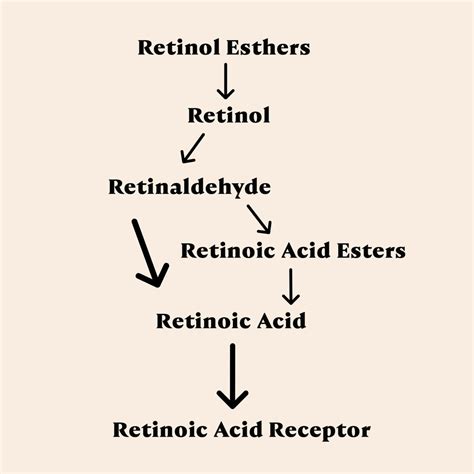 Retinoids: A guide to Vitamin A in Skincare - Stratia