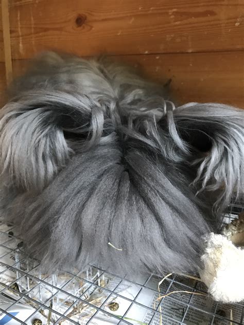 Wool of the English Angora rabbit - UK National Angora Rabbit Club