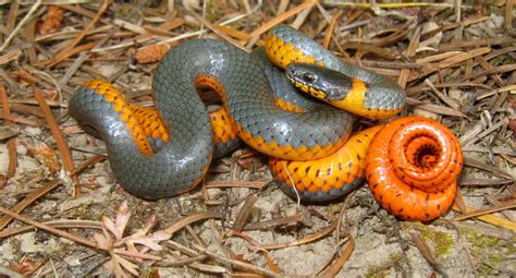 Oregon Snakes Identification What Kinda Of Garter Snake Is This? PNW,