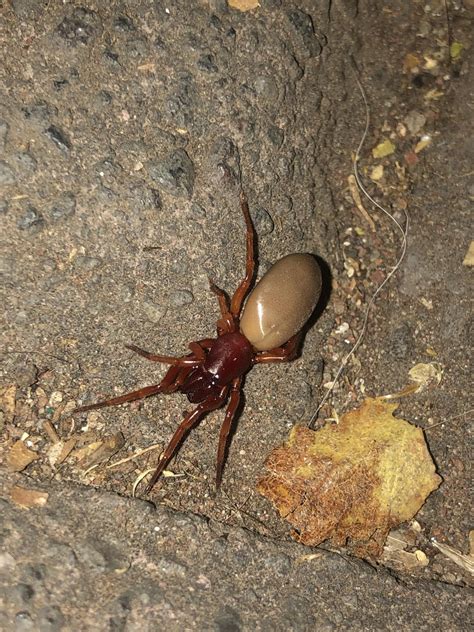 I know it’s technically an arachnid. But wanted to share this woodlouse spider I found the other ...
