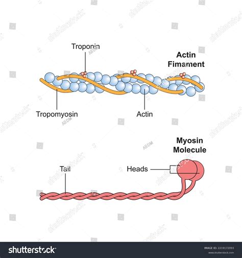 Image result for Actin Polymerization Process