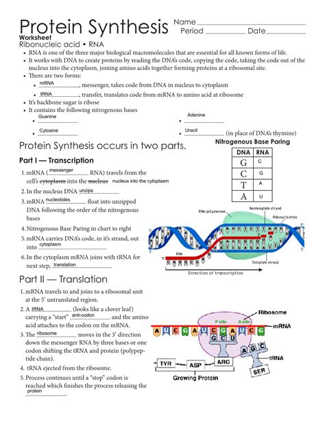 Image result for Protein Synthesis Diagram Worksheet