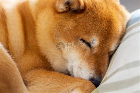狗狗睡姿大解析，让你全方位了解你的狗狗|狗狗|睡姿|全方位_新浪新闻