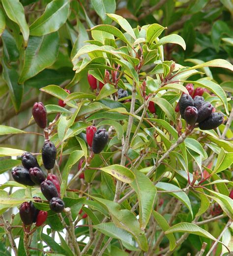 Clove Tree Growing Indoors at Sally Esterly blog