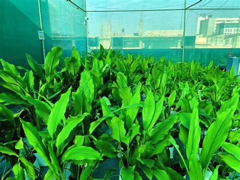 SpireGreens | Hydroponic Farming Systems & Kits